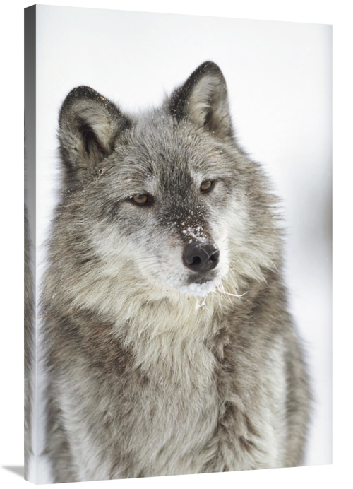Global Gallery GCS-396296-2436-142 24 x 36 in. Timber Wolf Portrait wi