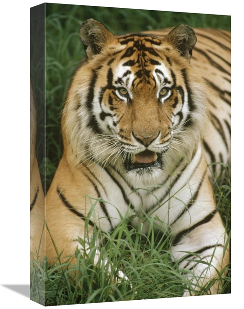 Global Gallery GCS-452799-1218-142 12 x 18 in. Bengal Tiger Portrait&#