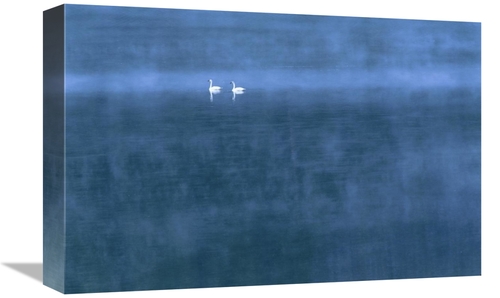 Global Gallery GCS-396233-1218-142 12 x 18 in. Trumpeter Swan Pair on 