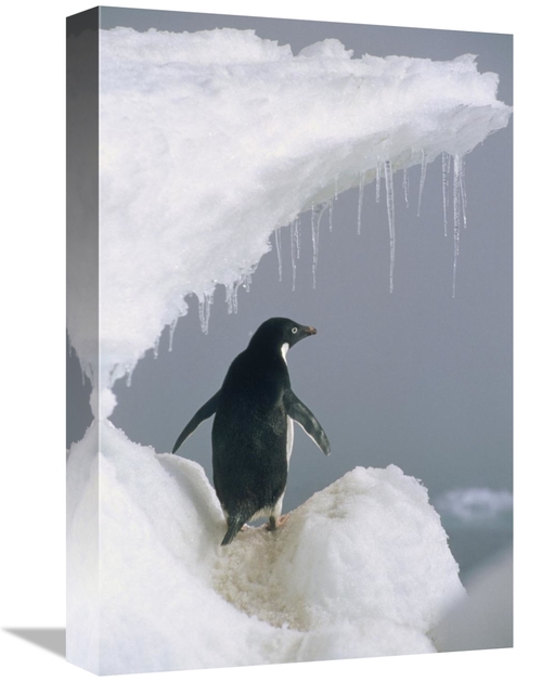 Global Gallery GCS-451106-1218-142 12 x 18 in. Adelie Penguin Adult&#4