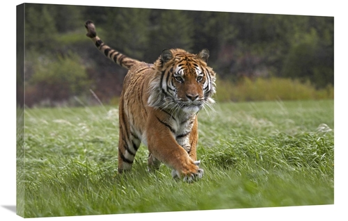 Global Gallery GCS-396134-2436-142 24 x 36 in. Siberian Tiger Running&