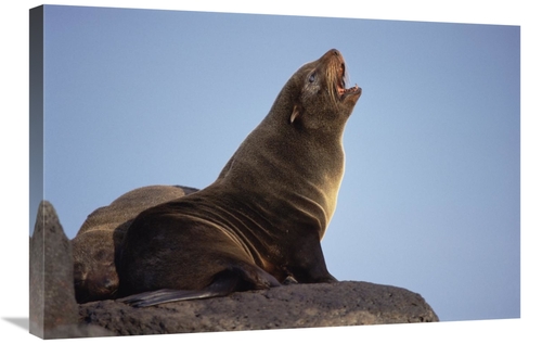 Global Gallery GCS-451230-2030-142 20 x 30 in. Galapagos Fur Seal Call