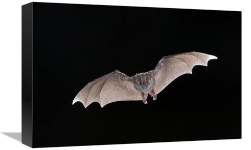 Global Gallery GCS-397319-1218-142 12 x 18 in. Jamaican Fruit-Eating B