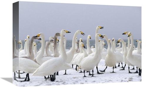 Global Gallery GCS-452289-1218-142 12 x 18 in. Whooper Swan Wintering 