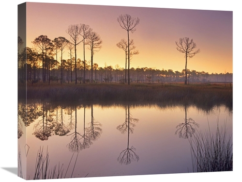 Global Gallery GCS-396318-22-142 22 in. Pineland at Piney Point Near H