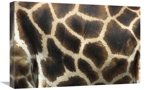 Global Gallery GCS-398161-1624-142 16 x 24 in. Rothschild Giraffe Deta