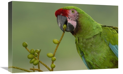 Global Gallery GCS-453216-1624-142 16 x 24 in. Military Macaw Feeding 
