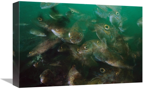 Global Gallery GCS-397602-1218-142 12 x 18 in. Cunner Fish, Multie