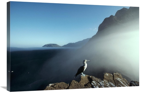 Global Gallery GCS-451269-2436-142 24 x 36 in. Blue-Footed Booby, 