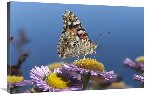 Global Gallery GCS-452029-2436-142 24 x 36 in. Painted Lady Butterfly 