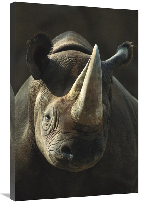 Global Gallery GCS-450840-2436-142 24 x 36 in. Black Rhinoceros Portra