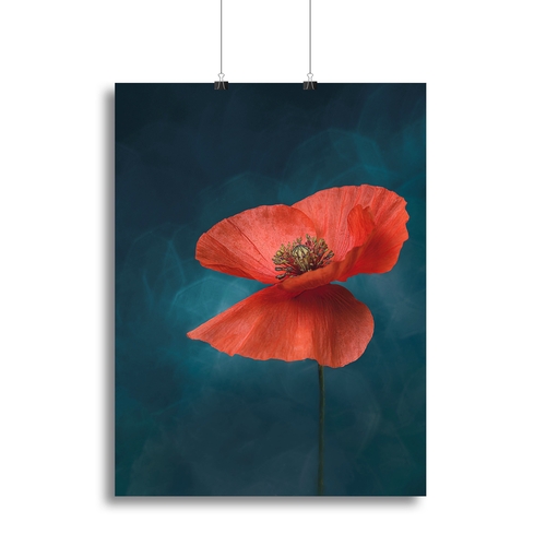 A Single Red Flower Canvas Print or Poster