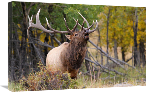 Global Gallery GCS-486413-30-142 30 in. The Bugler Art Print - Vic Sch