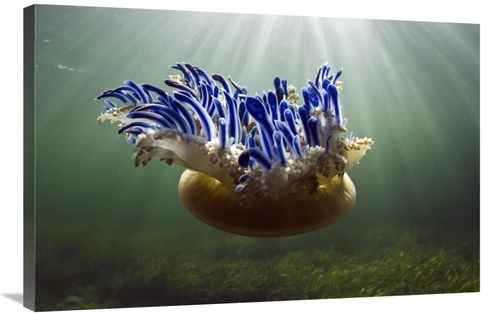 Global Gallery GCS-397919-2436-142 24 x 36 in. Upside-Down Jellyfish&#