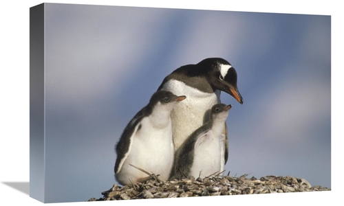 Global Gallery GCS-452913-1218-142 12 x 18 in. Gentoo Penguin Parent w