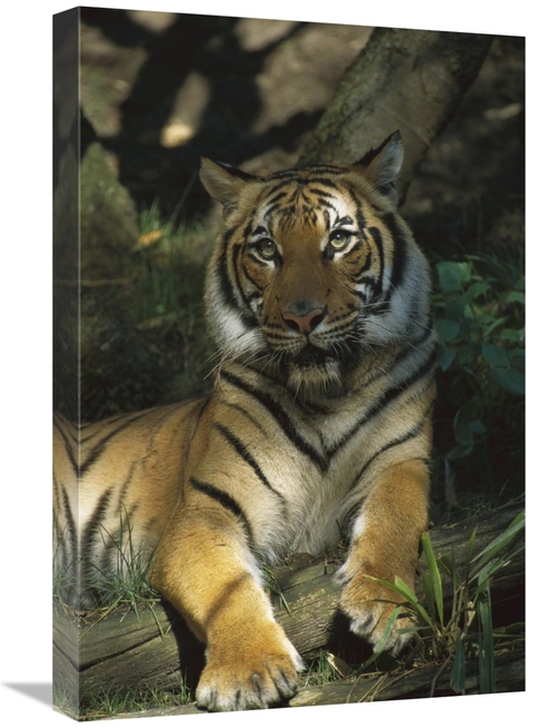 Global Gallery GCS-452642-1624-142 16 x 24 in. Bengal Tiger Portrait R
