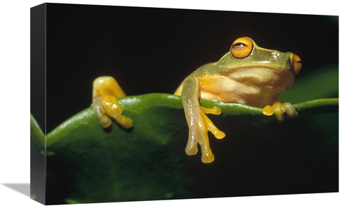 Global Gallery GCS-452782-1218-142 12 x 18 in. Australasian Tree Frog 
