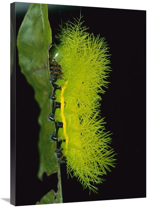 Global Gallery GCS-398561-2436-142 24 x 36 in. Cup Moth Caterpillar Ha