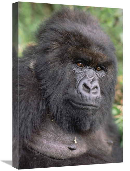 Global Gallery GCS-452794-1624-142 16 x 24 in. Mountain Gorilla Female