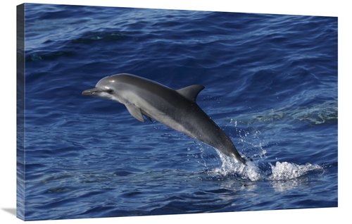 Global Gallery GCS-453578-2436-142 24 x 36 in. Spinner Dolphin Jumping