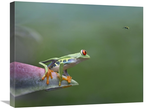 Global Gallery GCS-452186-2024-142 20 x 24 in. Red-Eyed Tree Frog Eyei