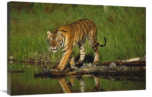 Global Gallery GCS-451986-2436-142 24 x 36 in. Siberian Tiger Walking 