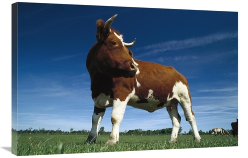 Global Gallery GCS-453363-2436-142 24 x 36 in. Cow Standing in Field&#