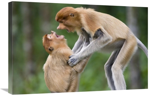 Global Gallery GCS-395814-2030-142 20 x 30 in. Proboscis Monkey Juveni