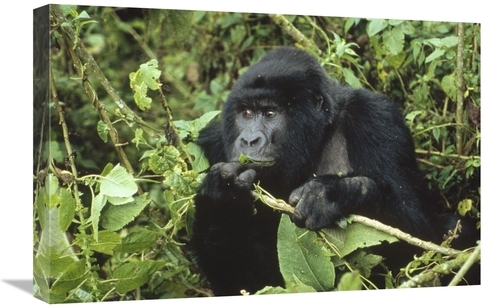 Global Gallery GCS-452347-1624-142 16 x 24 in. Mountain Gorilla Male F