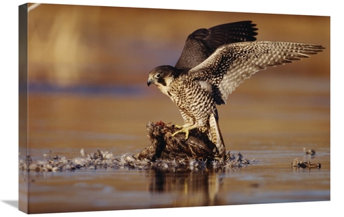 Global Gallery GCS-397026-2030-142 20 x 30 in. Peregrine Falcon Adult 
