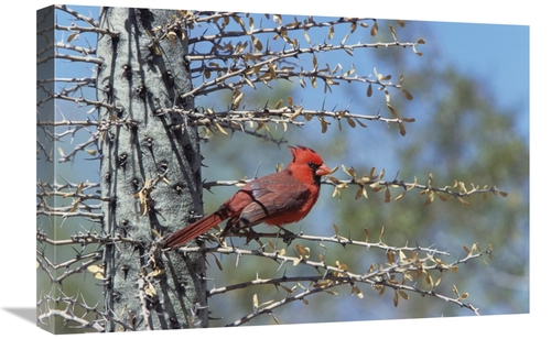 Global Gallery GCS-452537-1624-142 16 x 24 in. Northern Cardinal Male 