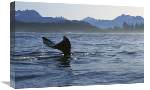 Global Gallery GCS-450811-1624-142 16 x 24 in. Gray Whale Tail, Cl