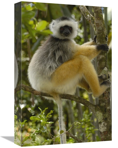Global Gallery GCS-453033-1218-142 12 x 18 in. Diademed Sifaka, Ma