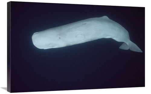 Global Gallery GCS-453552-2436-142 24 x 36 in. Sperm Whale White Morph
