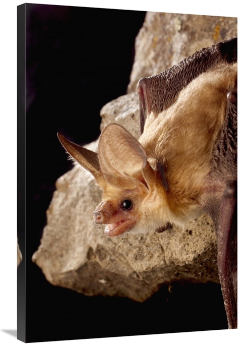 Global Gallery GCS-395705-2436-142 24 x 36 in. Pallid Bat on Rimrock a