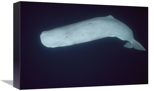 Global Gallery GCS-453552-1218-142 12 x 18 in. Sperm Whale White Morph