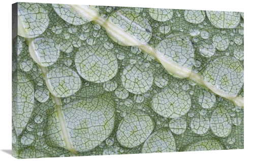 Global Gallery GCS-397607-2436-142 24 x 36 in. Water Droplets on Leaf&
