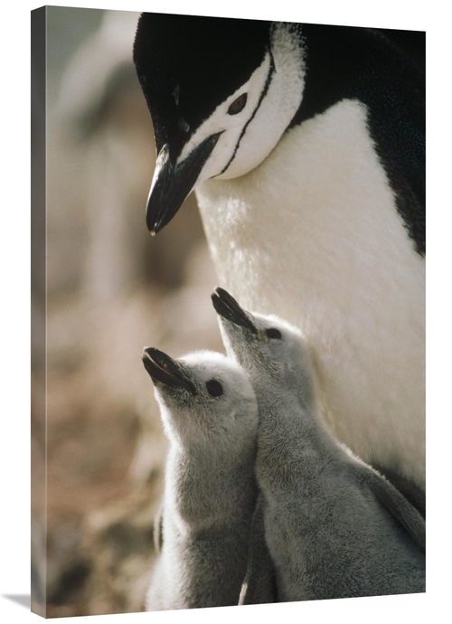 Global Gallery GCS-395656-2436-142 24 x 36 in. Chinstrap Penguin Bowin