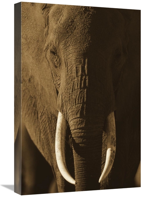 Global Gallery GCS-395920-1624-142 16 x 24 in. African Elephant Male P