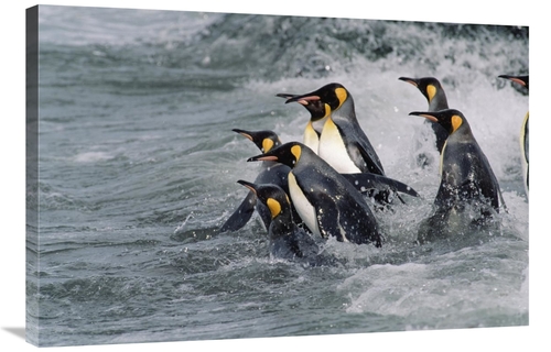 Global Gallery GCS-452412-2436-142 24 x 36 in. King Penguin Group Ente