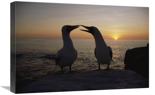 Global Gallery GCS-452397-1624-142 16 x 24 in. Masked Booby Couple Cou