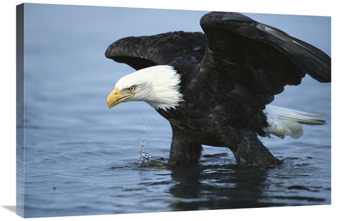 Global Gallery GCS-453292-2436-142 24 x 36 in. Bald Eagle Wading Throu