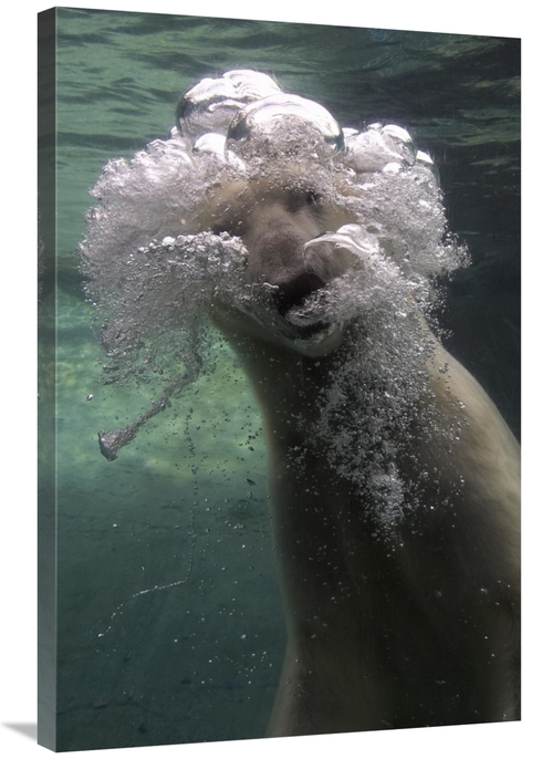 Global Gallery GCS-450889-2436-142 24 x 36 in. Polar Bear Swimming Und