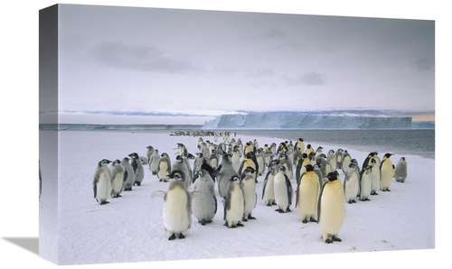 Global Gallery GCS-451734-1218-142 12 x 18 in. Emperor Penguin Fledgin