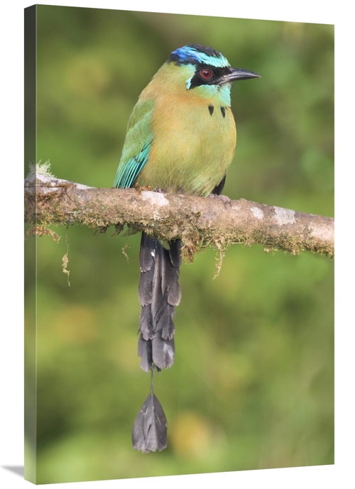Global Gallery GCS-397278-2436-142 24 x 36 in. Blue-Crowned Motmot&#44