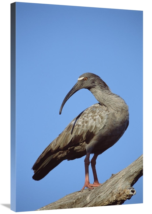 Global Gallery GCS-451473-2436-142 24 x 36 in. Plumbeous Ibis, Cai