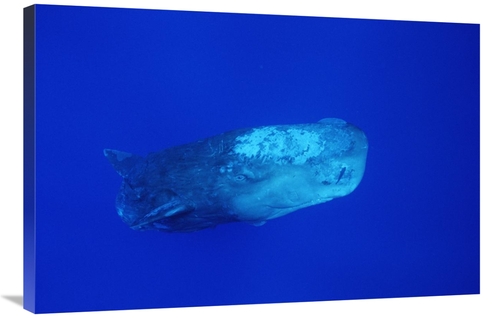 Global Gallery GCS-450782-2436-142 24 x 36 in. Sperm Whale with Remora