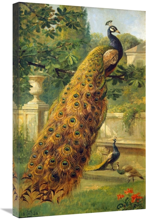 Global Gallery GCS-266529-30-142 30 in. Peacocks in the Park Art Print