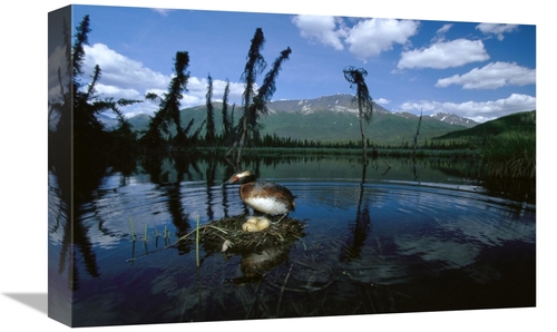 Global Gallery GCS-451918-1218-142 12 x 18 in. Horned Grebe Adult At N