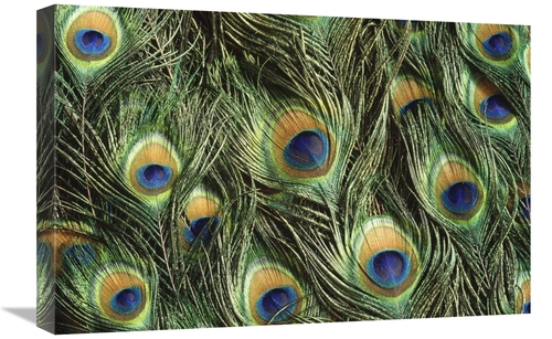 Global Gallery GCS-395767-1624-142 16 x 24 in. Indian Peafowl Display 